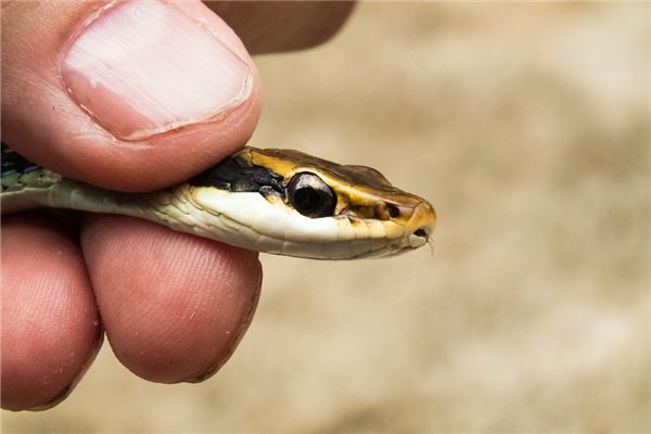 女人梦见蛇被亲人打死